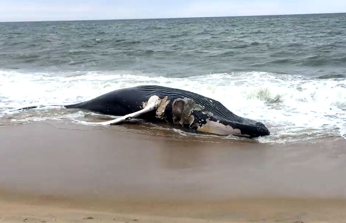 beached whale, bethany beach, the ad agency